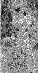 untreateted filter